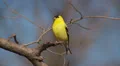 American Goldfinch (Carduelis tristis) - Male 3 HD Footage