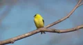 American Goldfinch (Carduelis tristis) - Male 2 HD Footage