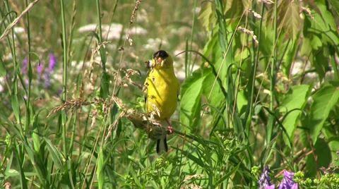 American Goldfinch Eats in the Wild. Stock Footage 31265576