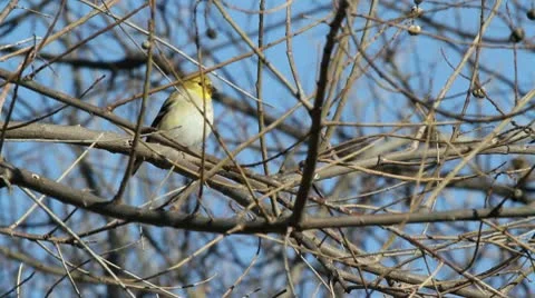 American Goldfinch Video stock 10720725