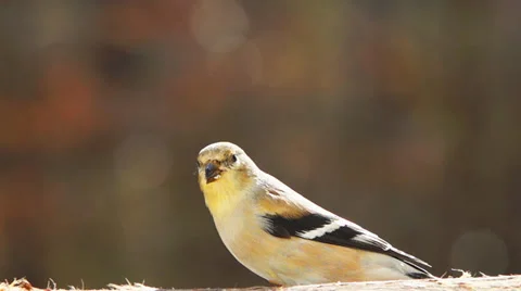 American Goldfinch Stock Footage 35219594