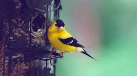 American Goldfinch Видео 40669623