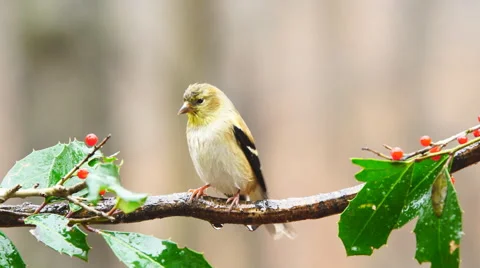 American Goldfinch 動画素材 59561382