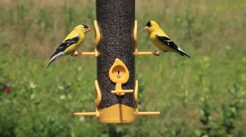 American Goldfinch Vidéo 64802832