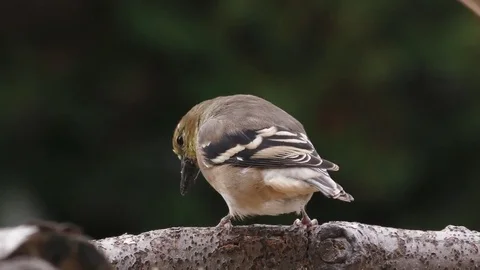 American Goldfinch Stock Footage 75389321