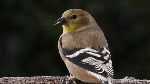 American Goldfinch Stock Footage 75390790