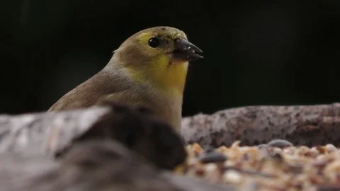 American Goldfinch Stock Footage 75391412