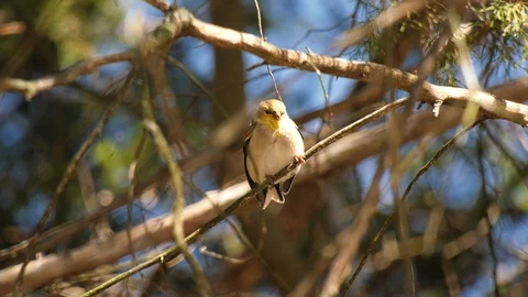 American Goldfinch Stock Footage 105750347