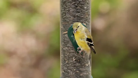 American Goldfinch Vidéo 173831968