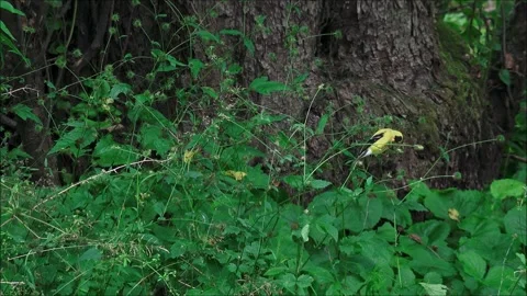 American Goldfinch Stock Footage 313299667