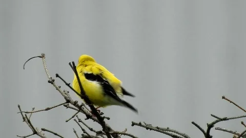 American Goldfinch Perched In Tree Chirping Close Up Stock Footage 121180648