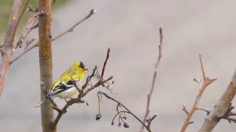 American Goldfinch perched in a tree Stock Footage 105886514