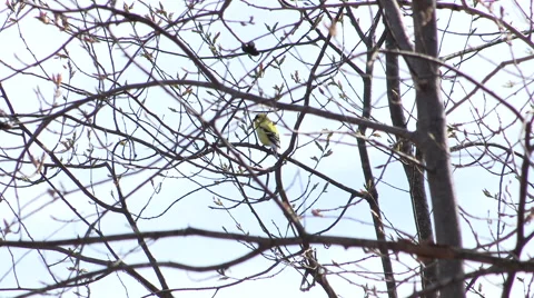 American Goldfinch Perched in a Tree Singing Stock Footage 49611751