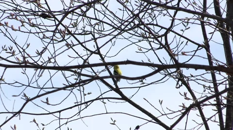American Goldfinch Singing in a Tree Stock Footage 49611048