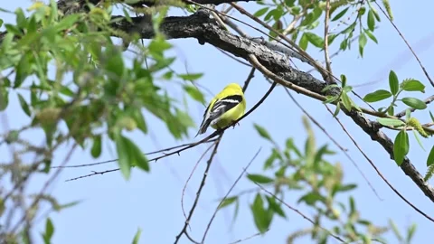 American Goldfinch, spring time perching on tree branch Vídeos de archivo 154611545