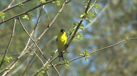 American goldfinch in tree Stock Footage 762407