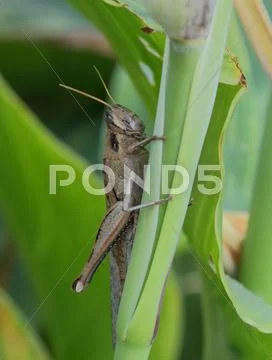 American Grasshopper or Locust on Flower Stem Stock Photos