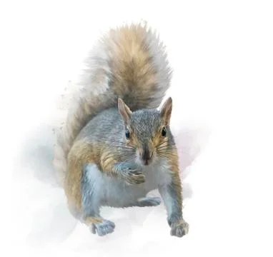 American gray squirrel on white background. watercolor painting. Stock Photos