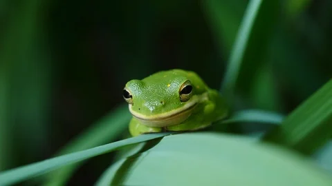 American Green Tree Frog Video stock 108190211