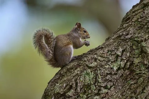American grey squirrel (Sciurus carolinensis), sitting on a tree, in a green Stock Photos