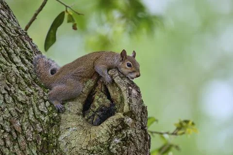 American grey squirrel (Sciurus carolinensis), lying on a gnarled protuberance Stock Photos