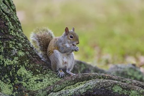 American grey squirrel (Sciurus carolinensis), sitting on a tree root in a green Stock Photos