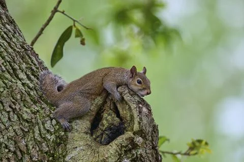 American grey squirrel (Sciurus carolinensis), lying on a gnarled protuberance Stock Photos