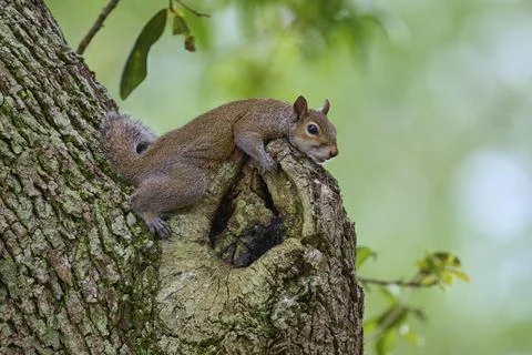 American grey squirrel (Sciurus carolinensis), lying on a gnarled protuberance Stockfoto's