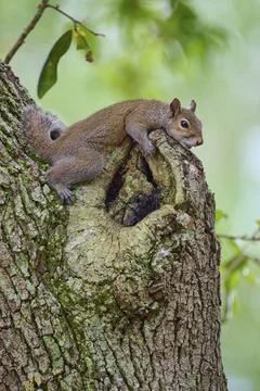 American grey squirrel (Sciurus carolinensis), lying on a gnarled protuberance Stock Photos