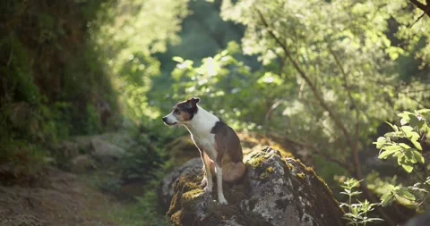 American Hairless Terrier exploring forest viewpoint Stock Footage 341831009