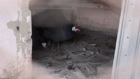 American hens surprised during a cloudy day feeding Stock Footage 180117906