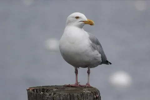 American herring gull Stockfoto's