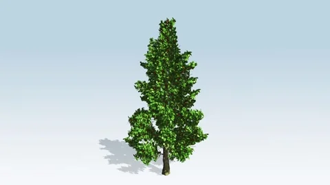 American Holly tree Video stock 296381779