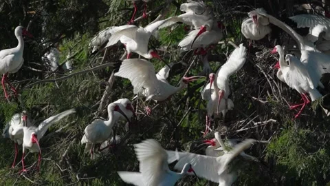 American ibis are nesting in the trees during a sunny afternoon Stock Footage 336489691