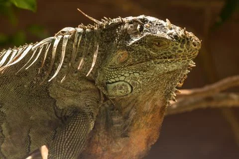 The American iguana is a lizard Stock Photos