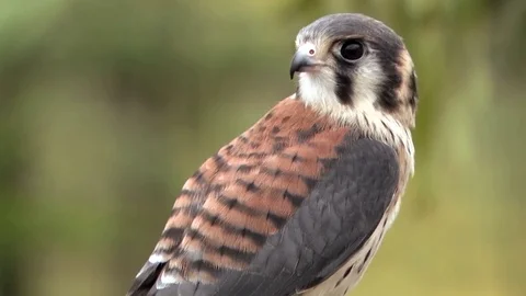 American Kestral Stock Footage 81214418