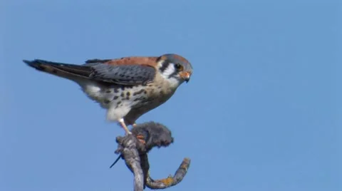 American Kestrel 3 Video stock 8507090