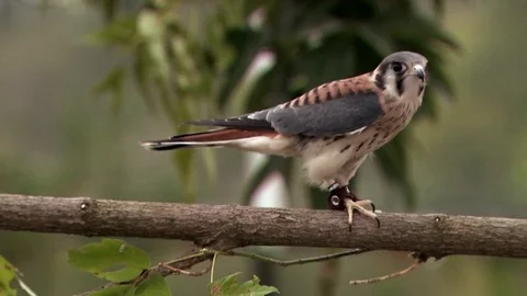 American Kestrel Video stock 82126499