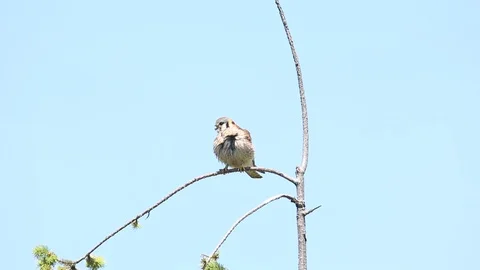 American kestrel Stock Footage 117155666