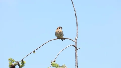 American kestrel Stock Footage 117155672