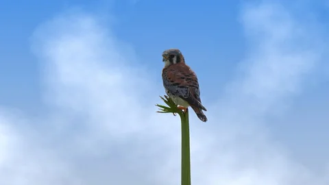AMERICAN KESTREL Stock Footage 247735759