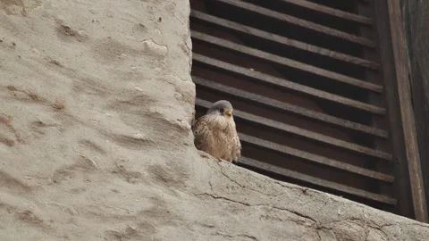 American kestrel Stock Footage 311666573