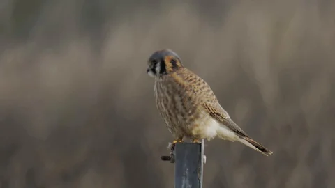 American Kestrel perched and taking flight in slow motion Stock Footage 102458930