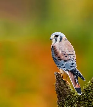 American Kestrel perched on a dead tree Stock Photos