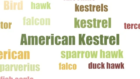 American Kestrel Tagcloud Animated On White Background Stock Footage 103092362