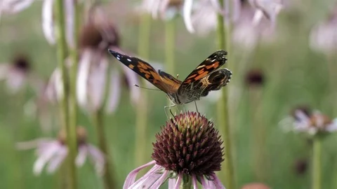 American lady butterfly drinks deeply from a flower. Stock Footage 123443953