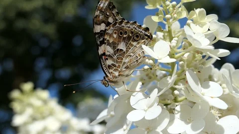 American Lady butterfly getting nectar from white flowers. Video stock 90373593