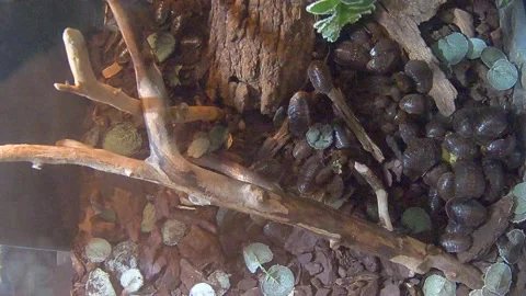 American large cockroaches Stock Footage 163352348