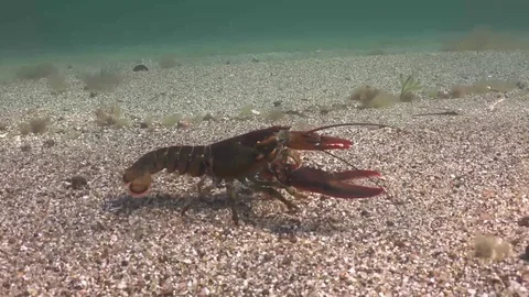 American Lobster close up  Stock Footage 73097028