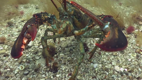 American Lobster Stock Footage 213058634